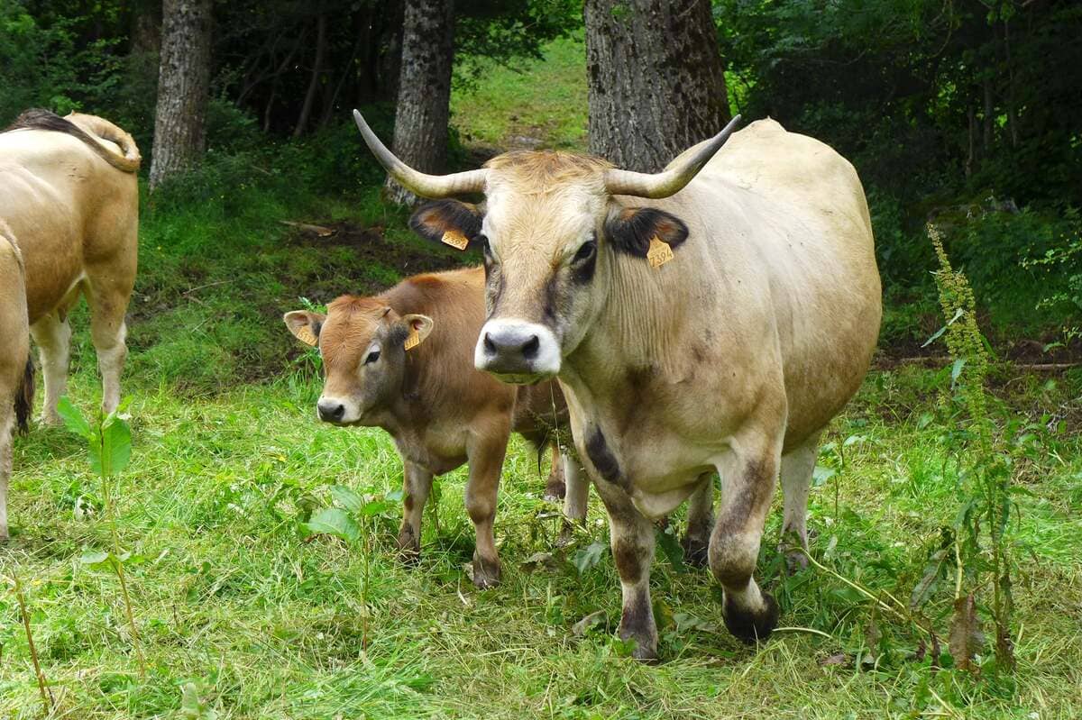 vache aubrac