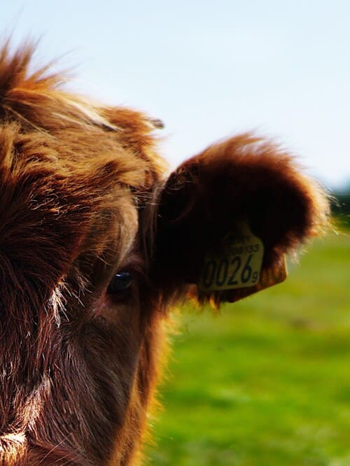 bouton viande