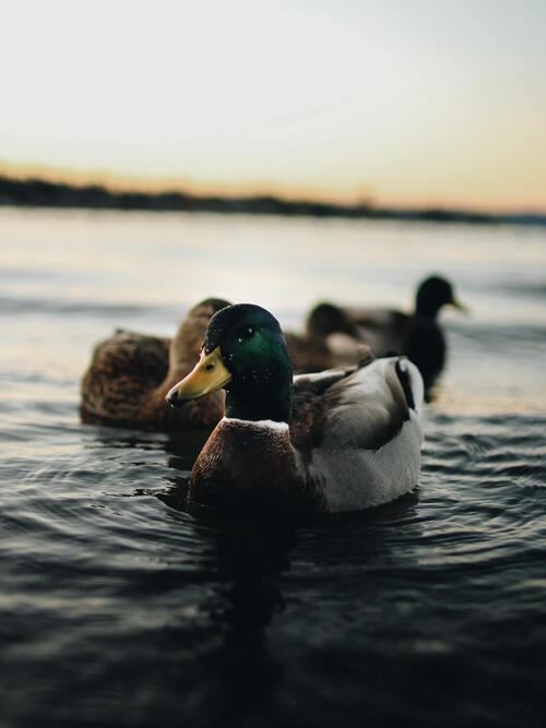 bouton canard